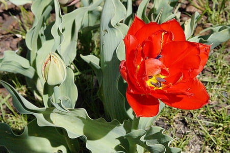 Tulip, rouge, Bloom, fleur, printemps, nature, Blossom