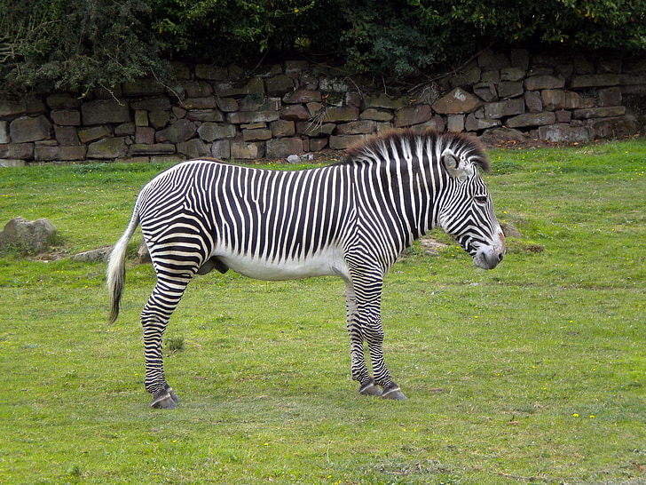 zebres, salvatge, ratlles, menjar, animal, mamífer, zebres