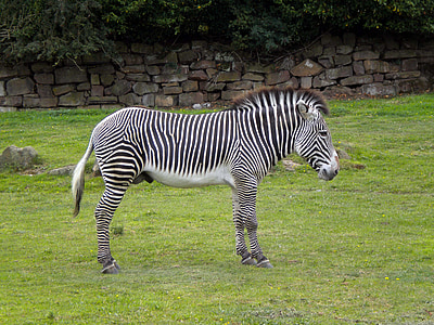 Zebra, vahşi, çizgili, yeme, hayvan, memeli, Zebralar
