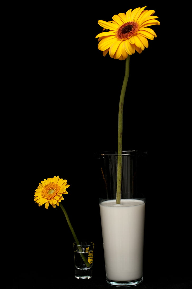 Daisy, sữa, màu vàng, mùa xuân, vĩ mô, Studio, màu sắc
