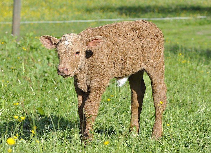 thịt bò, trẻ con vật, động vật, chăn nuôi, gia súc, bắp chân, Meadow