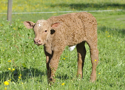 viande bovine, jeune animal, animal, bétail, bovins, veau, Meadow