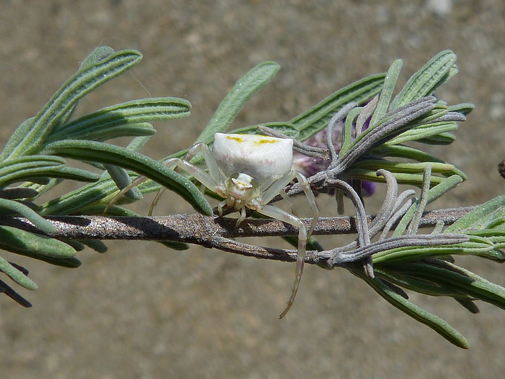 misumena vatia, καβουρομάνα, αραχνοειδές έντομο, Priorat