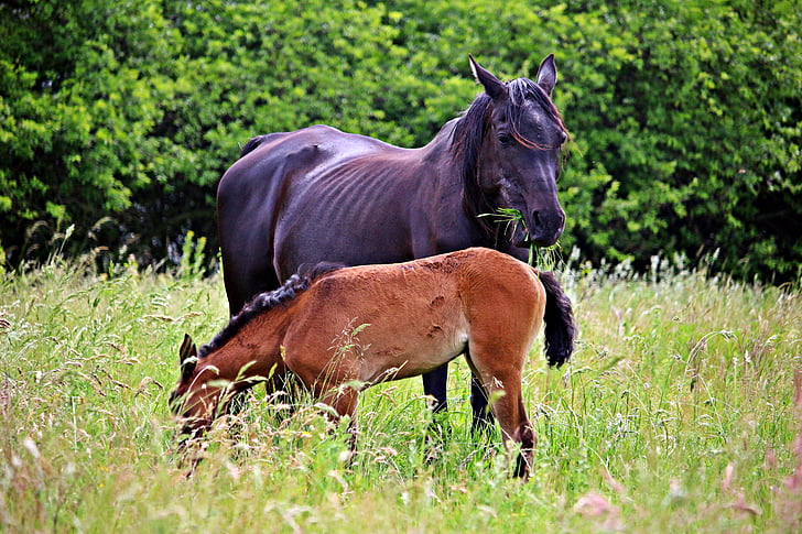 horse, foal, rap, mare with foal, pasture, grass, mane