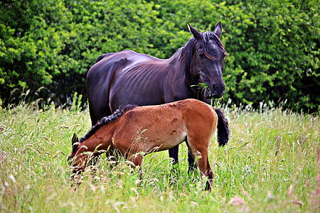 horse, foal, rap, mare with foal, pasture, grass, mane