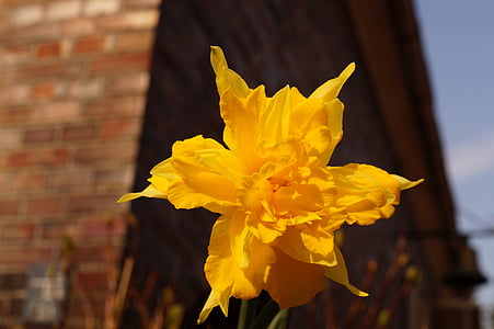 Narcissus, speciel krydsning, Holland, Blossom, Bloom, gul, forår