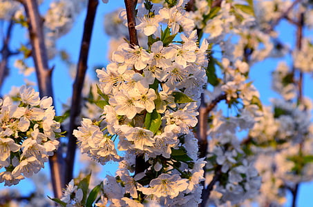 blomma, våren, Vårens blommor, Cherry, träd, naturen, Springtime