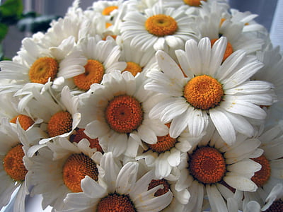 Kamomilla, kukat, valkoinen, valkoiset kukat, kesällä, Lähikuva, Bloom
