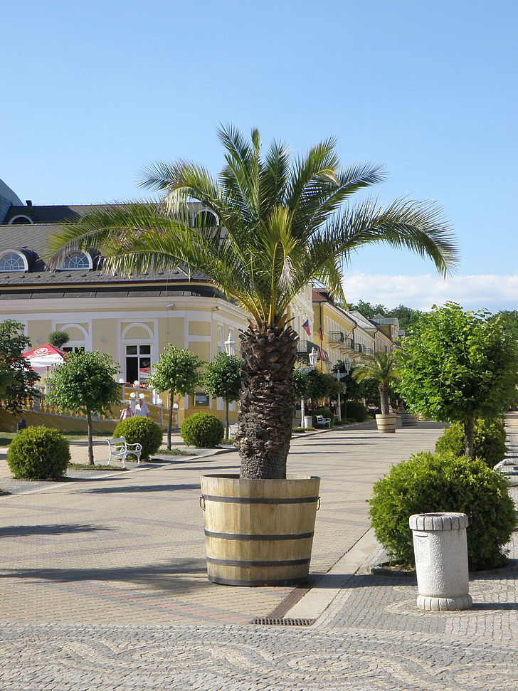 palm, street, flowerpot, promenade