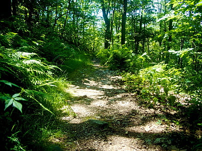 trail, hiking, hike, path, walkway, nature, outdoors