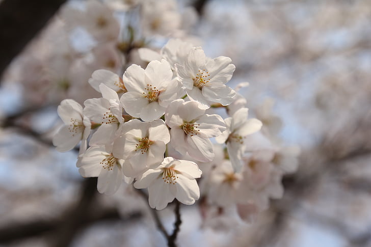 cherry, spring, flower, blossom, nature, bloom, blooming