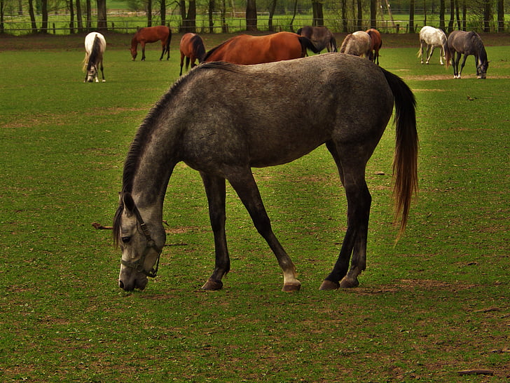 paard, Arabisch paard, voorraden