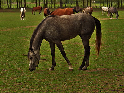 horse, arabian horse, stocks