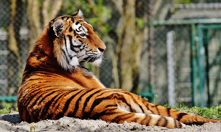 tijger, Predator, bont, mooie, gevaarlijke, kat, wildlife fotografie