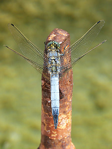 Dragonfly, blå dragonfly, flåte, orthetrum cancellatum, detaljer