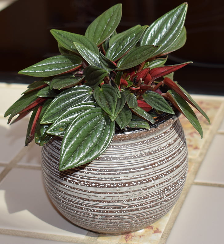 Peperomia caperata rosso, Peperomia, rostlina v kontejneru, závod, Příroda, Flora, Pokojová rostlina