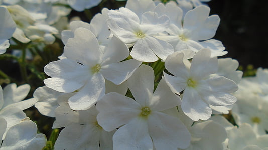 bloem, macro, plant, wit, Bloom, berg-homokhúr, natuur