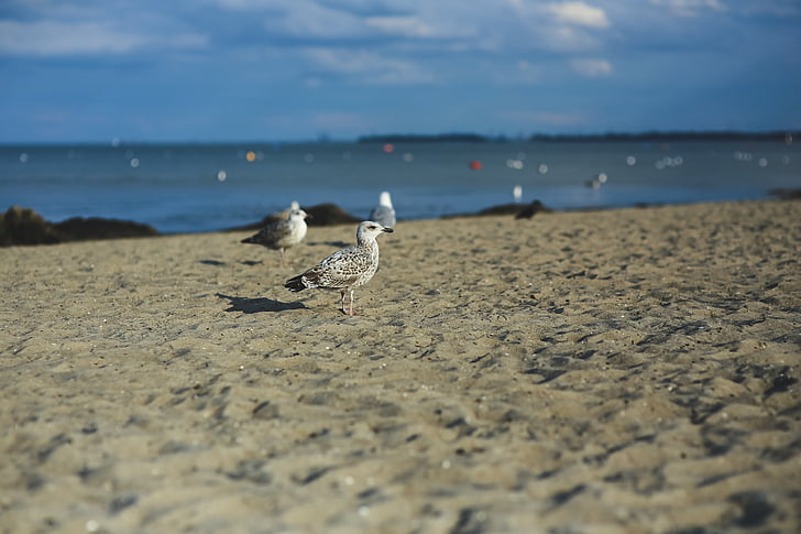 seagull, bird, animal, sand, sandy, beach, sea
