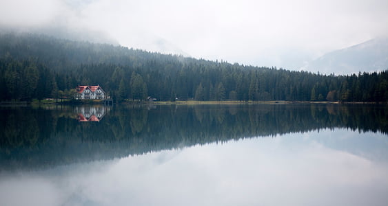 trees, plant, forest, fog, lake, water, reflection
