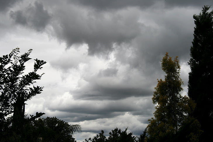 dense clouds, day time, tall trees cypress, cloud layers, sky, clouds, dark