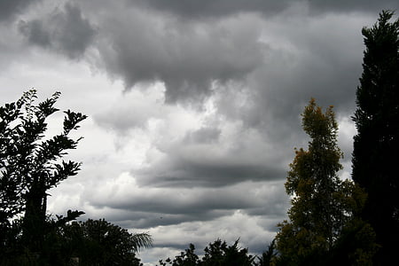 gęste chmury, czas dnia, wysokie drzewa cyprysowego, warstwy chmur, niebo, chmury, ciemne