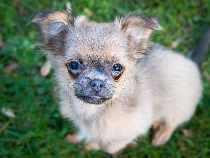 Chihuahua, hond, puppy, baby, gezicht, weergave, blik