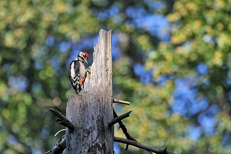 woodpecker, bird, forest, tree, nature, foliage, trunk
