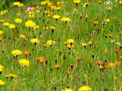 travnik, wildflowers, poudaril cvet, rastlin, vrt, pomlad, narave