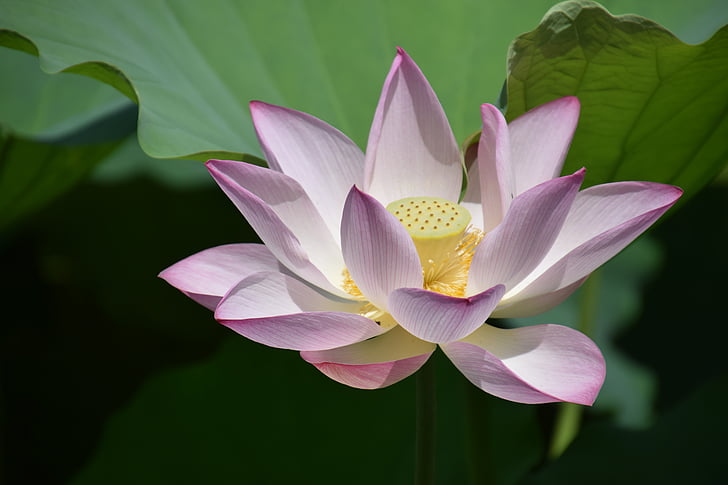 Lotus, kukka, kasvi, Lotus veden lily, Luonto, lumpeen, terälehti