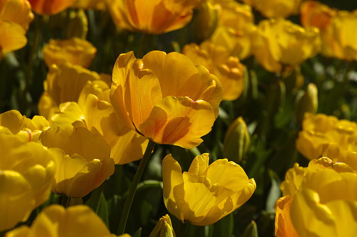 Tulipaner, blomst, Tulip festival, blomster, makro, natur, levende farver