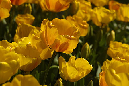 Тюльпаны, цветок, Фестиваль тюльпанов, Цветы, макрос, Природа, яркие цвета