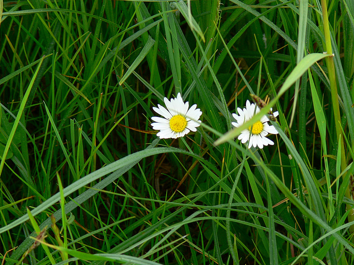 Daisy, fű, hegyes virág, virágok