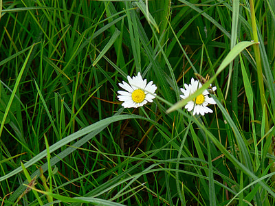 daisy, grass, pointed flower, flowers
