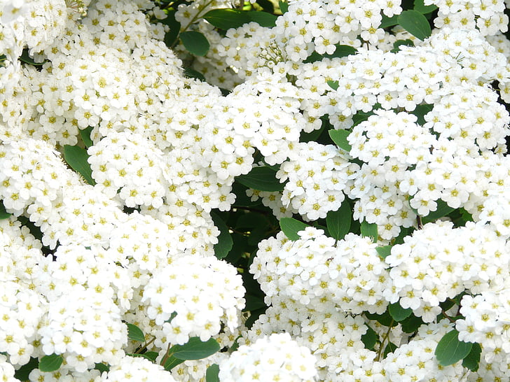 glòria spierstrauch, flors, blanc, cobertura, Spiraea x vanhouttei, spierstrauch, Spiraea