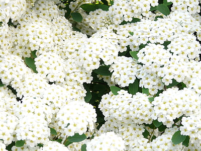 slava spierstrauch, ziedi, balta, Dzīvžogu, Spiraea x vanhouttei, spierstrauch, Spiraea