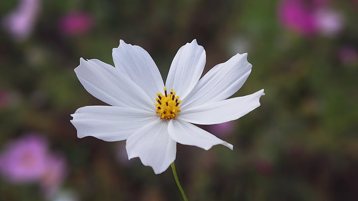 nature, white, flowers, cosmos