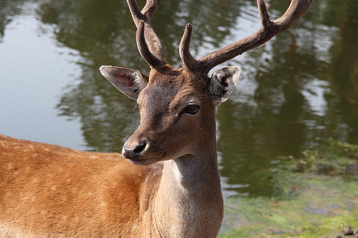 Hirsch, liar, alam, hutan, tanduk, Roe deer, hewan