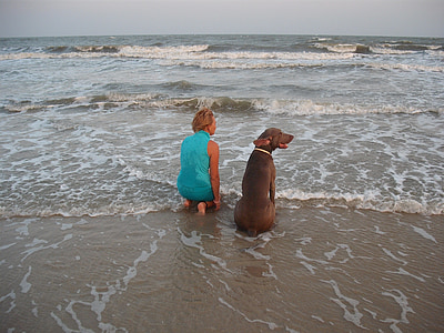 gos, dona, l'amistat, parell, Weimaraner, l'aigua, l'amor
