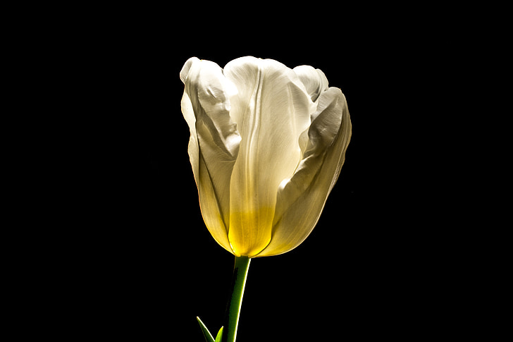 tulip, flower, spring, blossom, bloom, easter, love