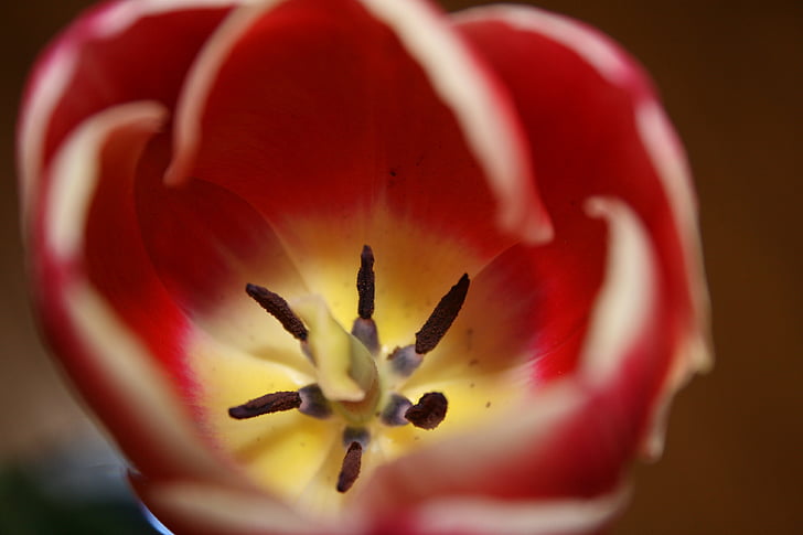 flower, red, blossom, bloom, color, nature, close-up