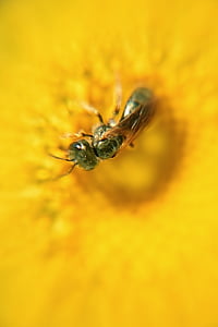Flora, cvet, insektov, makro, opraševanje, rumena, čebela