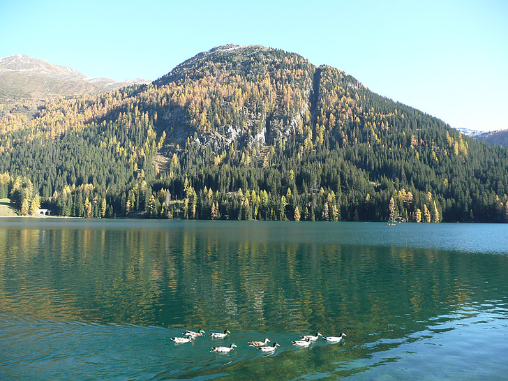 Bergsee, kachny, jezero