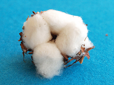 cotton, cotton flower, wool, white blossom, blue, close-up, nature