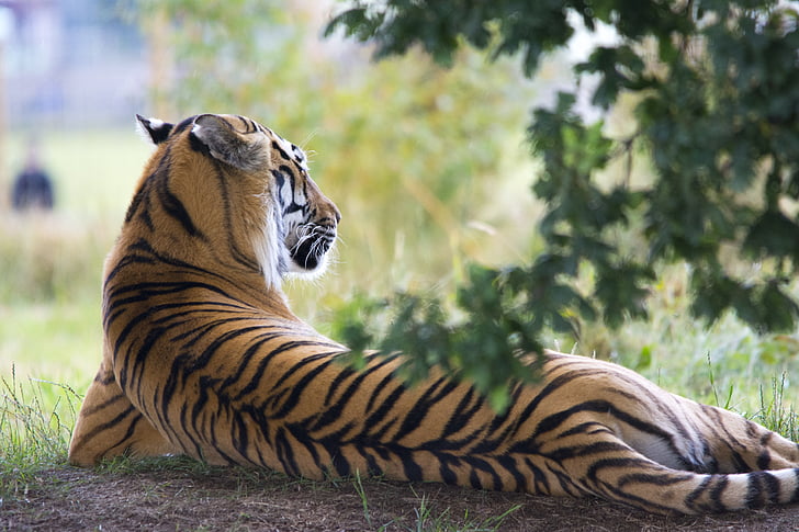 tigre, vida silvestre, animal, zoològic, tancar, en perill, ratlles