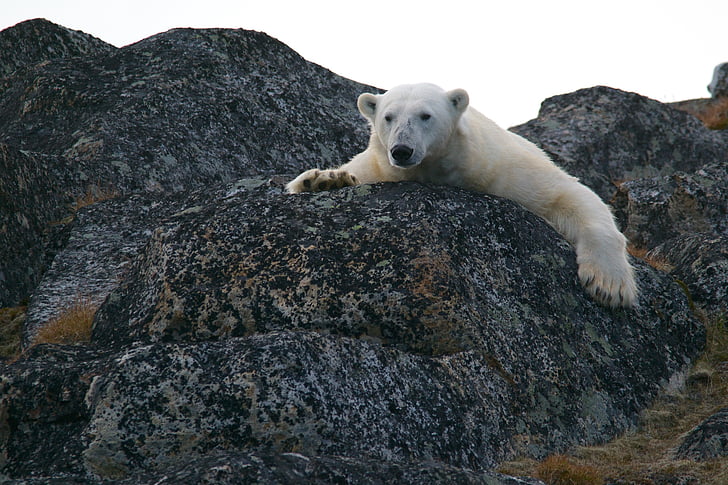 animal, urso, urso polar, pedras, vida selvagem