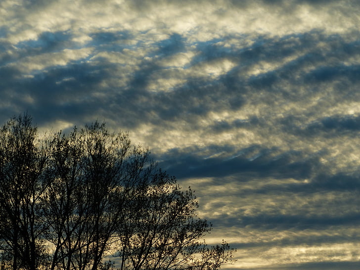 sky, clouds, trees, cloud formation, mood, covered, even