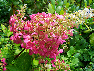 Hortenzija, rožinė, vasaros gėlių sodas