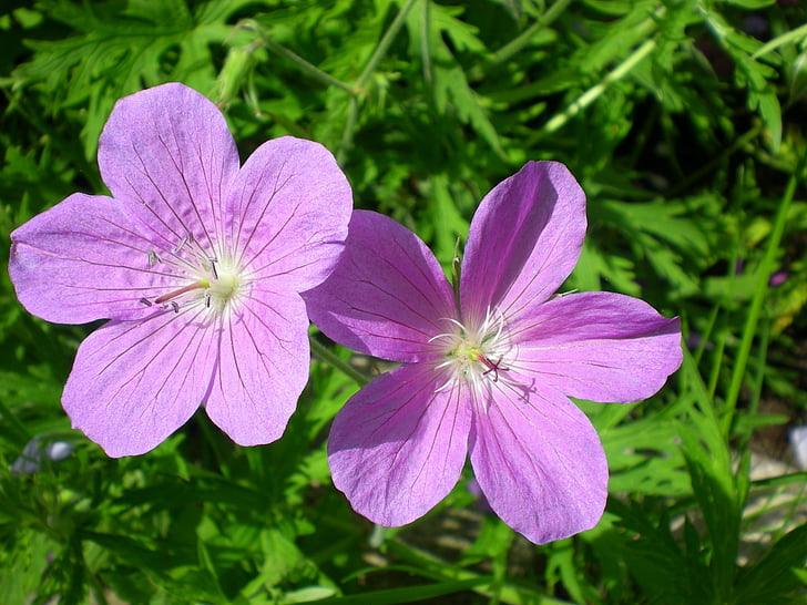 cranesbill, lilled, Aed