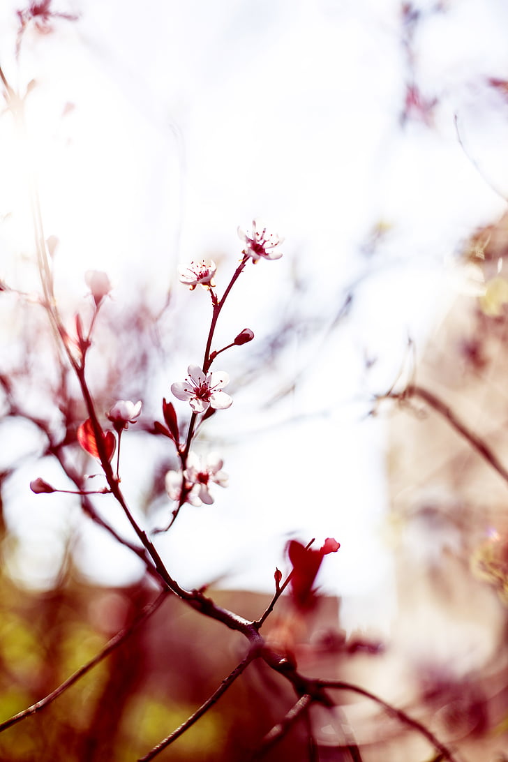 red, flowers, nature, blossoms, branches, stems, stalk