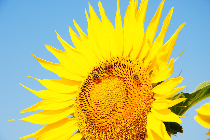 sunflower, sun, flower, yellow, big flower, yellow flower, yellow was